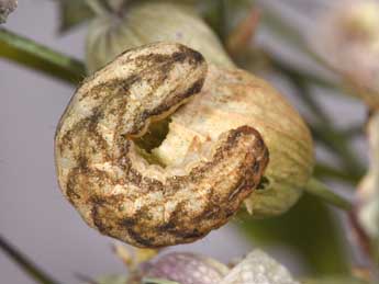  Chenille de Hadena bicruris Hfn. - �Philippe Mothiron