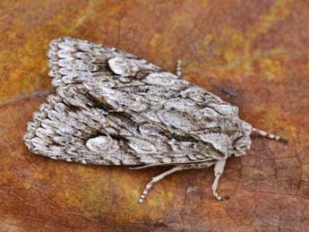 Meganephria bimaculosa L. adulte - �Lionel Taurand