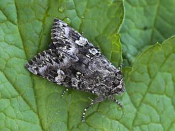 Papestra biren Gze adulte - �Lionel Taurand