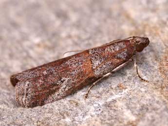 Acrobasis bithynella Z. adulte - �Lionel Taurand