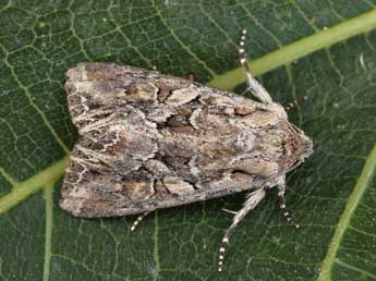 Lacanobia blenna Hb. adulte - �Lionel Taurand