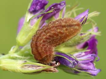  Chenille de Lampides boeticus L. - �Lionel Taurand