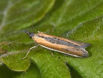 Pima boisduvaliella Gn. adulte - �Philippe Mothiron