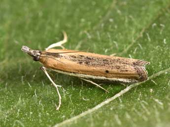 Pima boisduvaliella Gn. adulte - �Philippe Mothiron