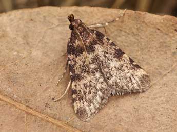 Aglossa brabanti Rag. adulte - �Lionel Taurand