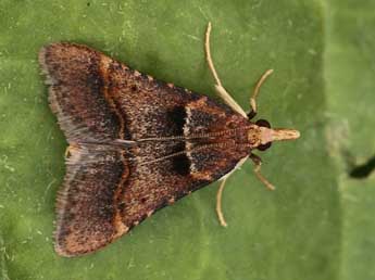 Stemmatophora brunnealis Tr. adulte - �Lionel Taurand