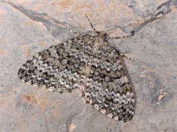 Entephria caesiata D. & S. adulte - �Philippe Mothiron