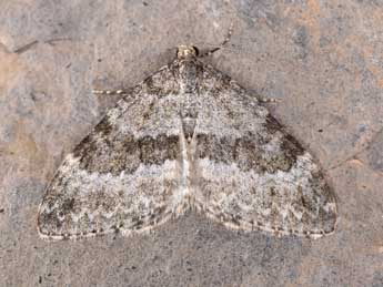 Entephria caesiata D. & S. adulte - �Philippe Mothiron