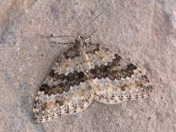 Entephria caesiata D. & S. adulte - �Philippe Mothiron