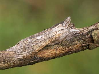 Cucullia calendulae Tr. adulte - �Lionel Taurand