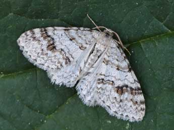 Venusia cambrica Curt. adulte - �Lionel Taurand