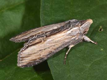 Cucullia caninae Rbr adulte - �Philippe Mothiron