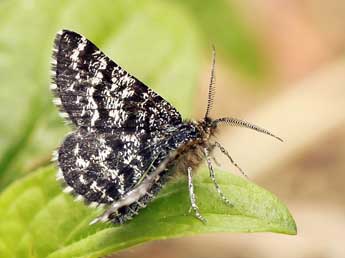 Macaria carbonaria Cl. adulte - �Daniel Morel