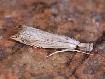 Metacrambus carectellus Z. adulte - �Lionel Taurand