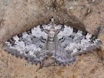 Pareulype casearia Const. adulte - �Lionel Taurand