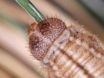  Chenille de Erebia arvernensis Obth. - �Wolfgang Wagner, www.pyrgus.de