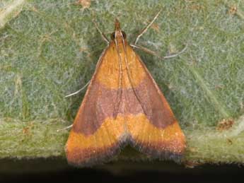 Pyrausta castalis Tr. adulte - �Philippe Mothiron