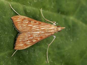 Antigastra catalaunalis Dup. adulte - �Lionel Taurand