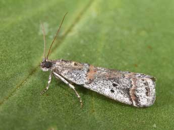 Acrobasis centunculella Mann adulte - �Philippe Mothiron