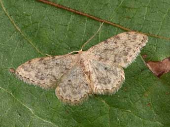 Idaea cervantaria Mill. adulte - �Philippe Mothiron