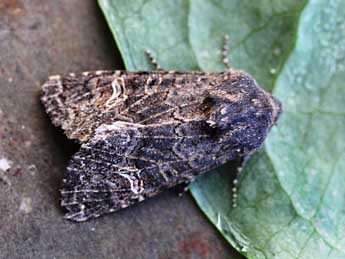 Aporophyla chioleuca H.-S. adulte - �Emmanuel Ruiz