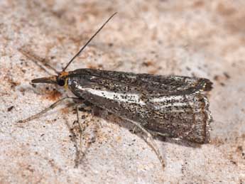 Thisanotia chrysonuchella Scop. adulte - �Philippe Mothiron