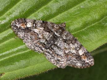 Cleora cinctaria D. & S. adulte - �Philippe Mothiron