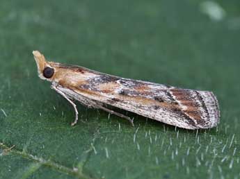 Ancylosis cinnamomella Dup. adulte - �Lionel Taurand