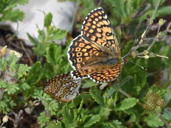 Melitaea cinxia L. adulte - �Philippe Mothiron