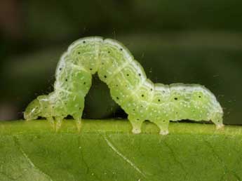  Chenille de Thysanoplusia circumscripta Fr. - �Wolfgang Wagner, www.pyrgus.de