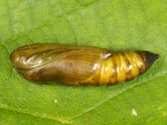  Chrysalide de Thysanoplusia circumscripta Fr. - �Wolfgang Wagner, www.pyrgus.de