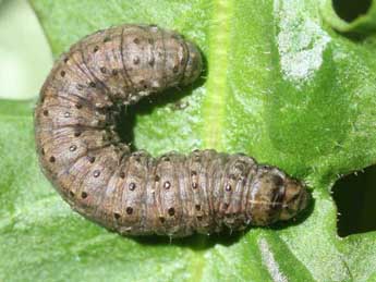  Chenille de Agrotis clavis Hfn. - �Eric Sylvestre