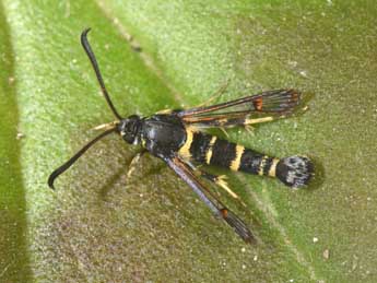 Synanthedon codeti Obth. adulte - �Philippe Mothiron