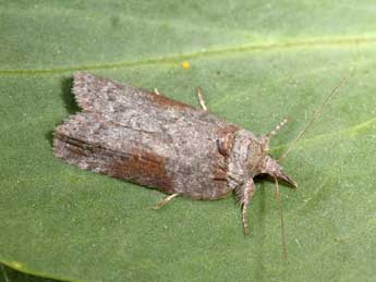 Nycteola columbana Turner adulte - �Philippe Mothiron