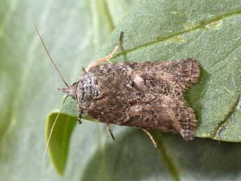 Nycteola columbana Turner adulte - �Philippe Mothiron