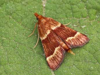 Stemmatophora combustalis Fisch. adulte - �Lionel Taurand