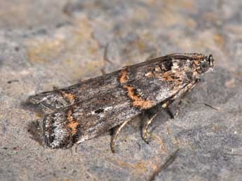 Pempelia compositella Tr. adulte - �Philippe Mothiron