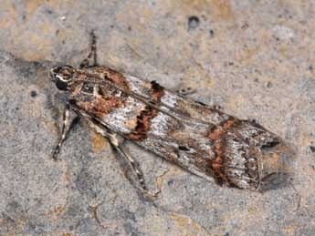 Pempelia compositella Tr. adulte - �Philippe Mothiron