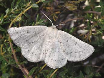 Dyscia conspersaria D. & S. adulte - �Philippe Mothiron