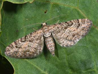 Eupithecia cooptata Dietze adulte - �Philippe Mothiron