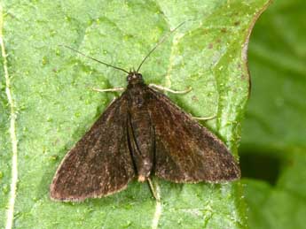 Pyrausta coracinalis Lrt adulte - �Philippe Mothiron