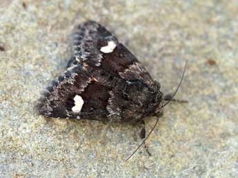 Coranarta cordigera Thnbg adulte - �Daniel Morel