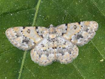 Charissa corsica Obth. adulte - �Lionel Taurand