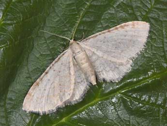 Eupithecia cretaceata Packard adulte - �Philippe Mothiron
