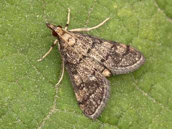 Metasia cuencalis Rag. adulte - �Lionel Taurand