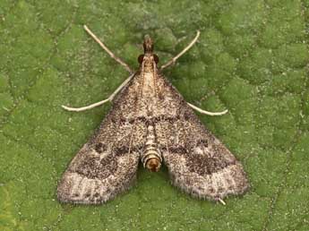 Metasia corsicalis Dup. adulte - �Lionel Taurand