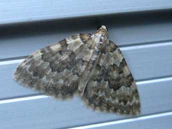 Colostygia cyrnea Whrl. adulte - �Claude Tautel