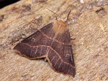 Crocallis dardoinaria Donz. adulte - �Lionel Taurand