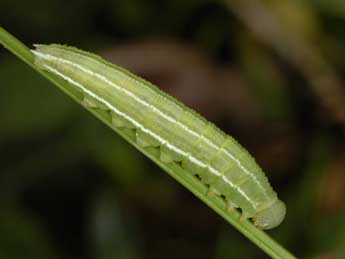  Chenille de Coenonympha cephalidarwiniana Vty - �Wolfgang Wagner, www.pyrgus.de