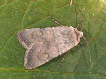 Euxoa decora D. & S. adulte - �Philippe Mothiron